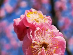-梅花山(明孝陵内)