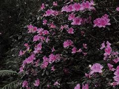 -番禺大夫山森林公园