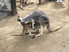 -可伦宾野生动物保护区