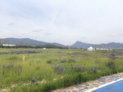 -敕勒川草原