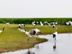 -黑龙江扎龙生态旅游区