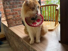 -豆逗聊愈猫阁Easy Life