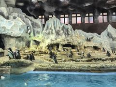 -帝企鹅自助餐厅•儿童岛•真企鹅(长隆企鹅酒店)