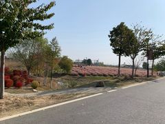 -金卉庄园