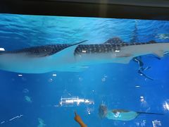 -烟台海昌鲸鲨海洋公园