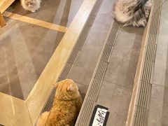 -天井·丑面包搭咖啡