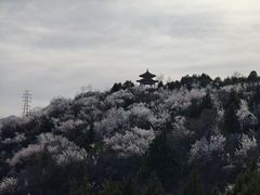 -白水寺森林公园