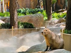 -北京野生动物园