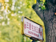 -三里屯东五街银杏大道