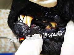 -汪小喵宠物·戴维斯乐芳希施宠馨宝皮毛调理洗护店