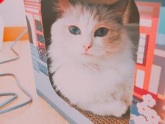 -猫咪派对(江南西店)