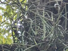 -东莞植物园