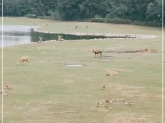 -北京麋鹿生态实验中心