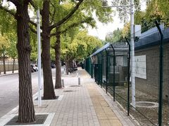 -三里屯东五街银杏大道