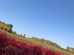 -北纬44度·金珠花海休闲农业旅游景区