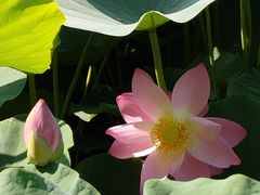 -莲花池公园