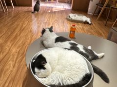 -MOCHA明星猫咖(田子坊店)