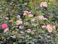 -人民公园(罗湖区)