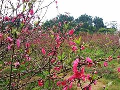 -南国桃园旅游度假区