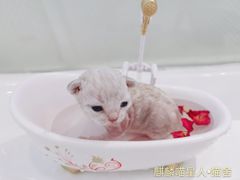 -70cat德文卷毛猫·缅因猫纯种猫舍