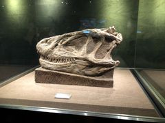 -自贡恐龙博物馆