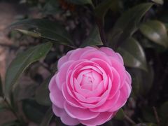 -张记砂锅麻辣烫(千灯店)