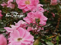 -香蜜公园