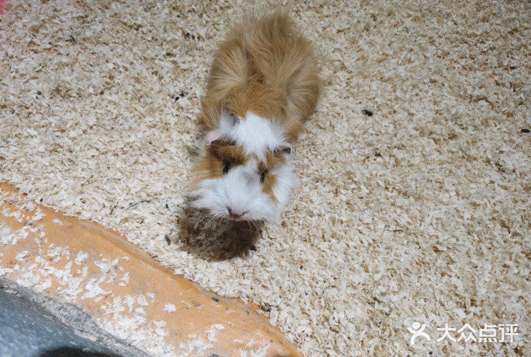 小朋友放电好去处—mini zoo萌宠王国