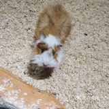 小朋友放电好去处—mini zoo萌宠王国