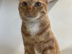 -楼上猫咖(罗湖店)