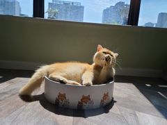 -柚子猫舍·精品猫舍购猫·猫咪认养·购宠·宠物店