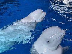 -海合安成都极地海洋公园