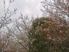 -高东镇樱花园