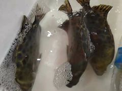 -官塘锋记鱼生·生腌·砂锅粥(牌坊街店)