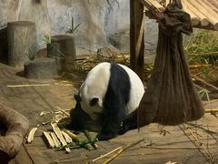 -深圳野生动物园