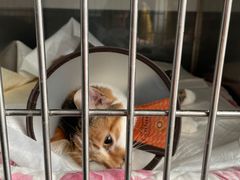 -爱侣宠医·鹦鹉专科·小型哺乳类·异宠专科(灵石路店)