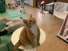 -MOYOYO猫咪咖啡店