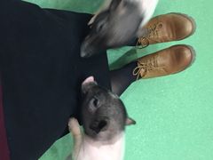 -藦茜花园宠物主题亲子互动体验馆(国顺东路店)