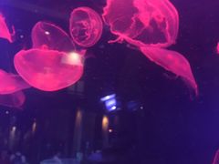 -迪拜水族馆及水下动物园