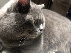 -逗柴咖啡屋·狗咖猫咖宠物桌游