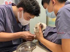 -伟伟宠物医院·瑞派猫友好医院·猫科(光谷店)