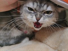 -瑞派康怡24h宠物医院·犬猫医疗中心·微创绝育(瑞景分院)