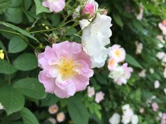 -荷兰花海
