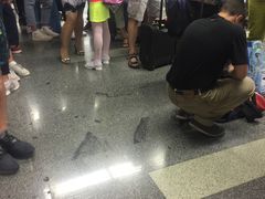 -谢列梅捷沃国际机场