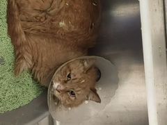 -萌兽医馆·犬猫专科·眼科中心·宠物医院(朝阳门分院)