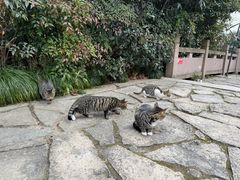 -杭州半山国家森林公园