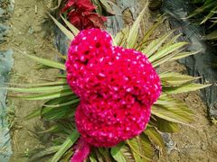 -北纬44度·金珠花海休闲农业旅游景区