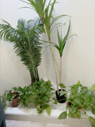 -VE专注问题肌·赛诺龙&科学美肤中心