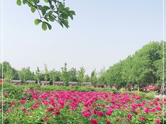 -曹州牡丹园
