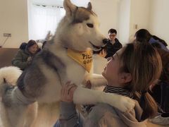 -Husky Go! 哈士奇体验馆·宠物咖啡厅狗咖